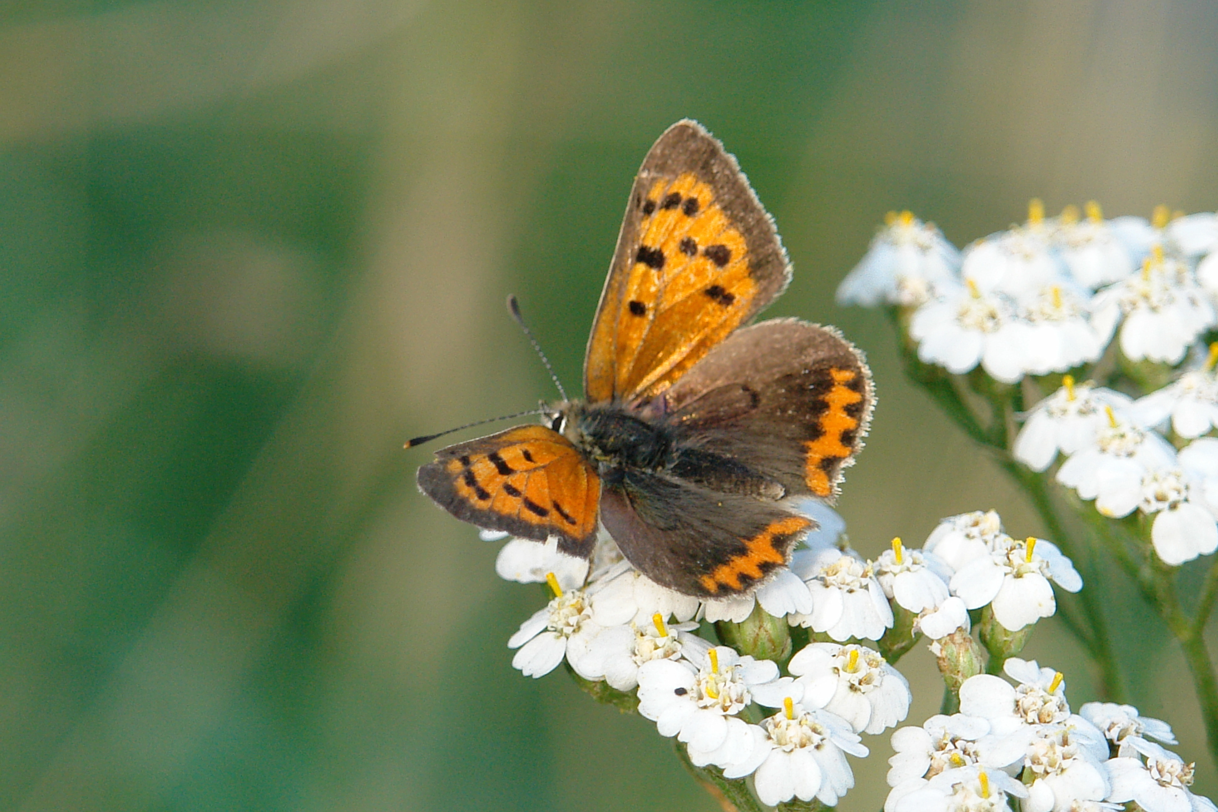 Kleine vuurvlinder28 09 06c.jpg